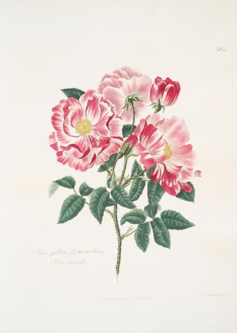 Mary Lawrance - Rosa gallica-versicolor