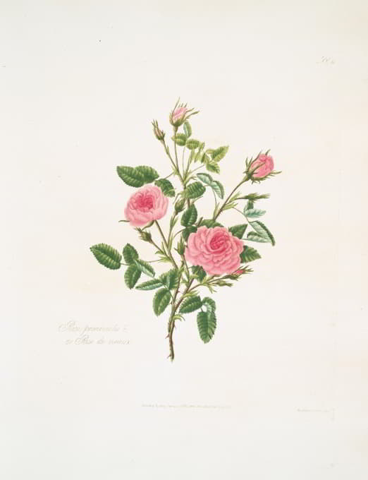Mary Lawrance - Rosa provincialis or Rose de meaux.