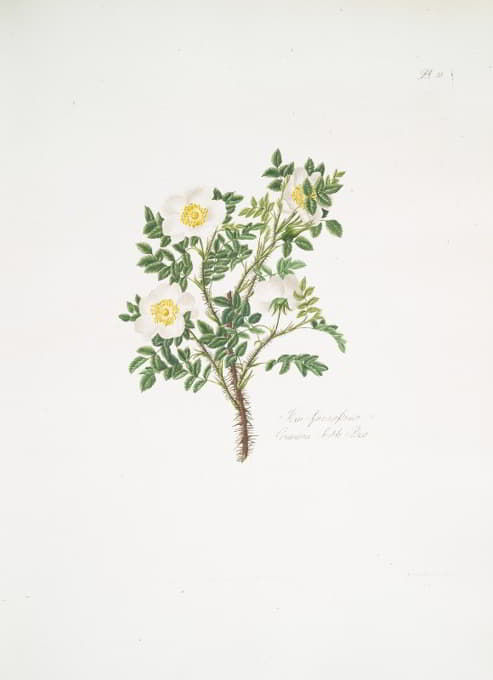 Mary Lawrance - Rosa spinosissima3