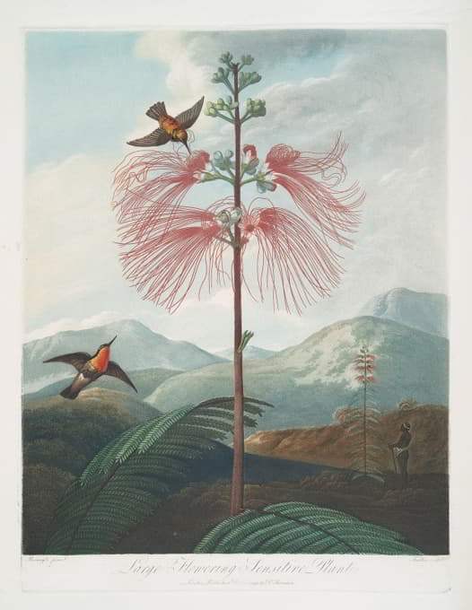 Robert John Thornton - Large Flowering Sensitive Plant.