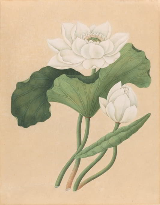 British 19th Century - East Indian Lotus (Nelumbo nucifera)