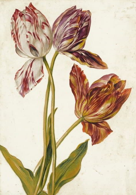 Dutch School - Tulips