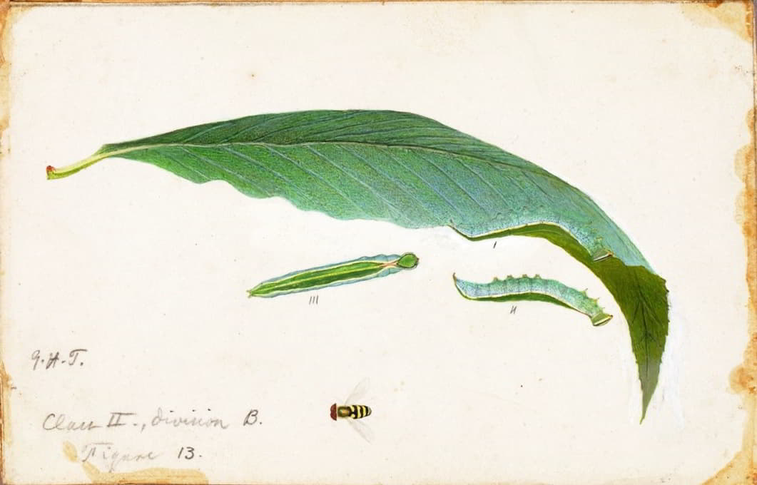 Emma Beach Thayer - Unspotted Beach Leaf Edge Caterpillar, study for book Concealing Coloration in the Animal Kingdom