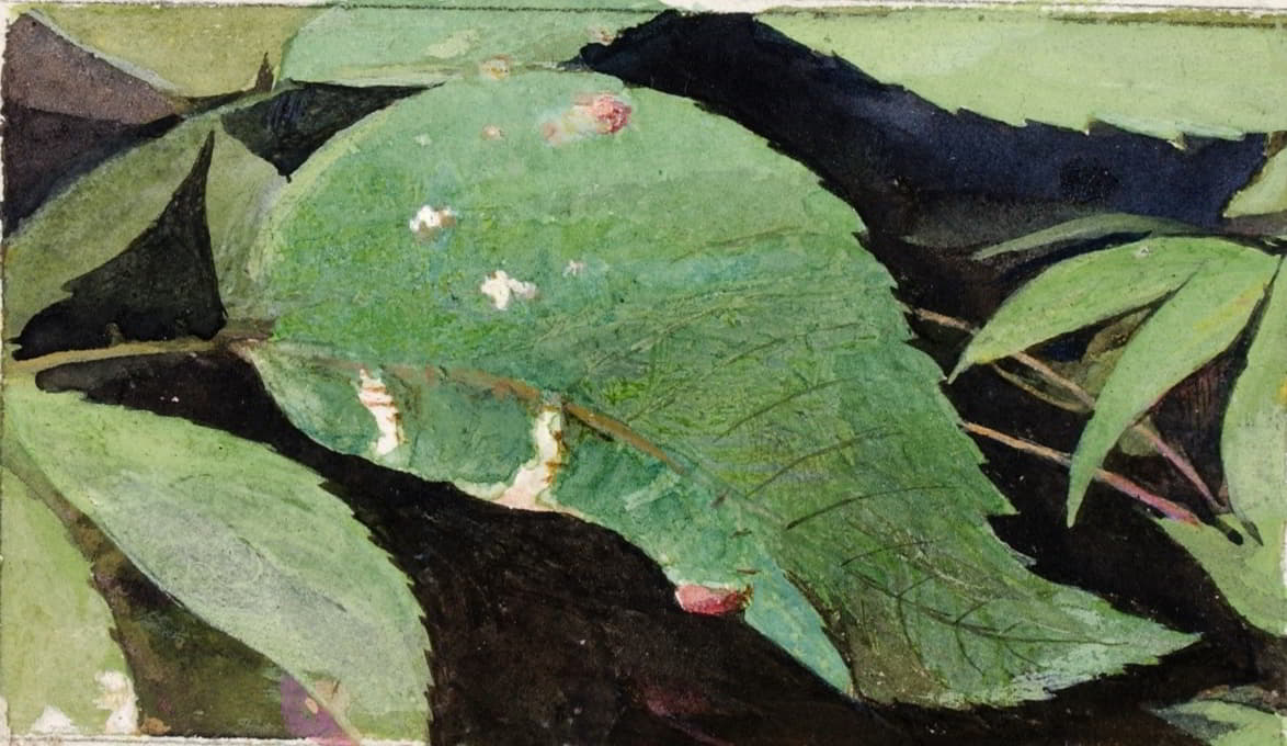 Emma Beach Thayer - White Birch Leaf Edge Caterpillar