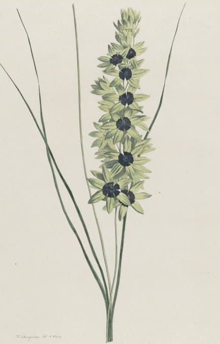 Hendrik Schwegman - Afrikaanse iris (Ixia maculata viridis)