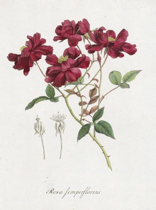 Hendrik Schwegman - Chinese roos (Rosa chinensis Jacq. )
