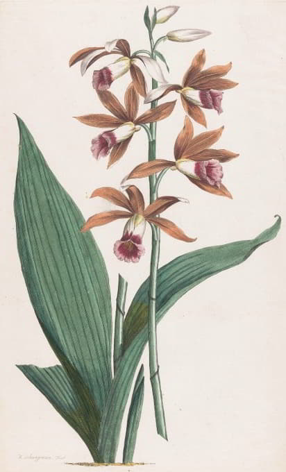 Hendrik Schwegman - Moerasorchidee