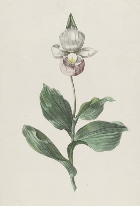 Hendrik Schwegman - Orchidee Vrouwenschoentje (Cypripedium reginae Walter)