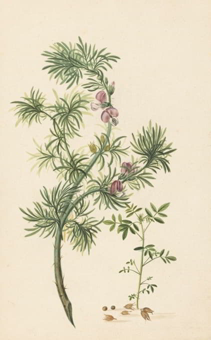 Aaronskelk（Genista aethiopica）