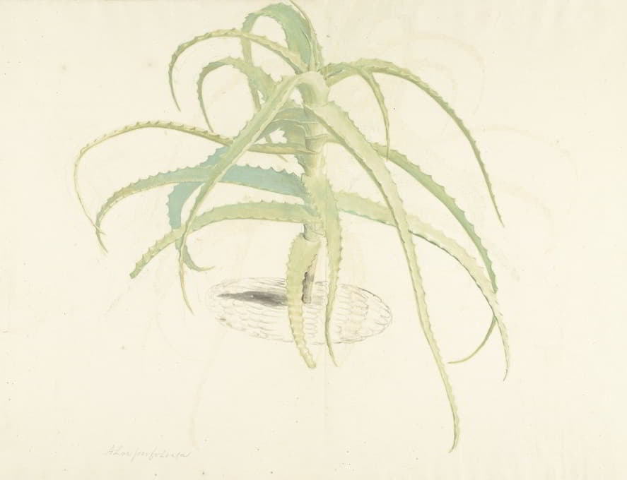 Aloë perfoliata(一种植物)