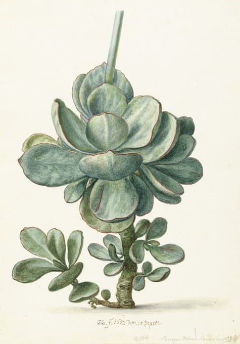 Herman Saftleven - Vetplant (Cotyledon orbiculata)