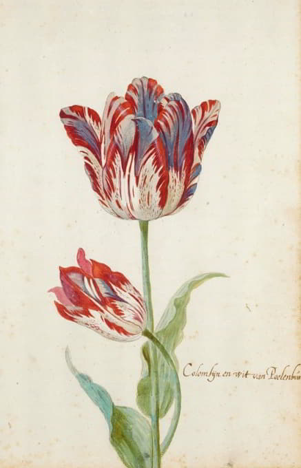 Jacob Marrel - Two Red And White Tulips