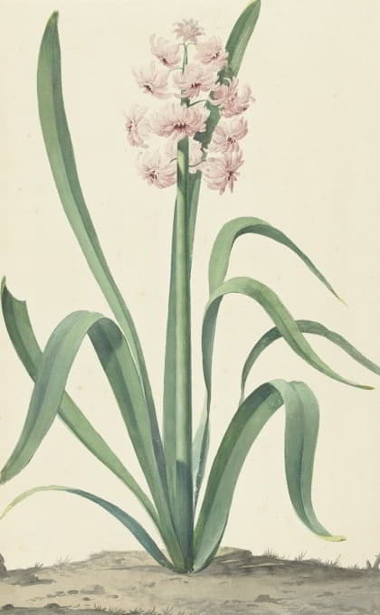 Jan Augustini - De roze hyacint Rex Rubrorum