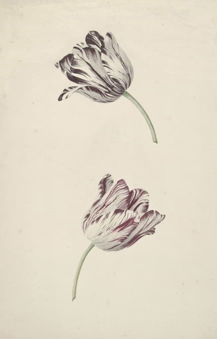 Jan Jansz. van der Vinne - Twee wit-rode tulpen