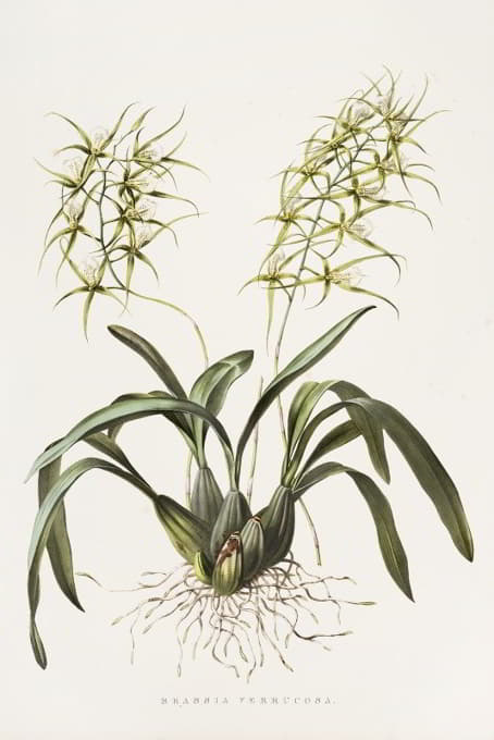 James Bateman - Brassia Verrucosa