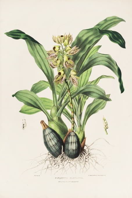 James Bateman - Catasetum Maculatum