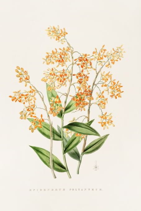 James Bateman - Epidendrum Polyanthum