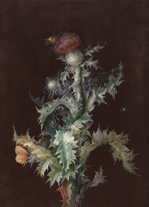 Johann Christoph Dietzsch - Thistle with Insects