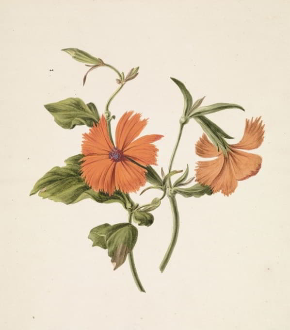 M. de Gijselaar - Gele Chinese roos (Rosa Chinensis Lutea)