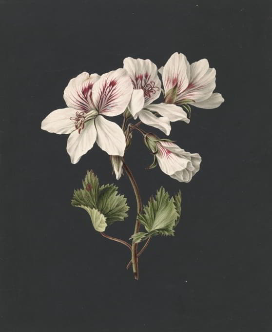 M. de Gijselaar - Pelargonium album bicolor