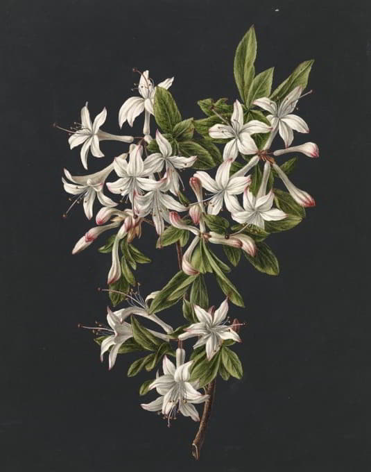 M. de Gijselaar - Tak van een bloeiende azalea