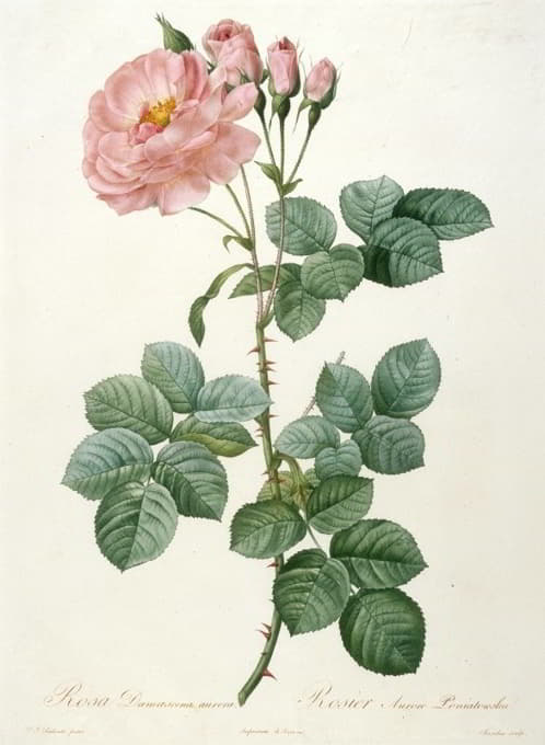 Pierre Joseph Redouté - Rosier Aurore Poniatowska, from La Couronne Des Roses