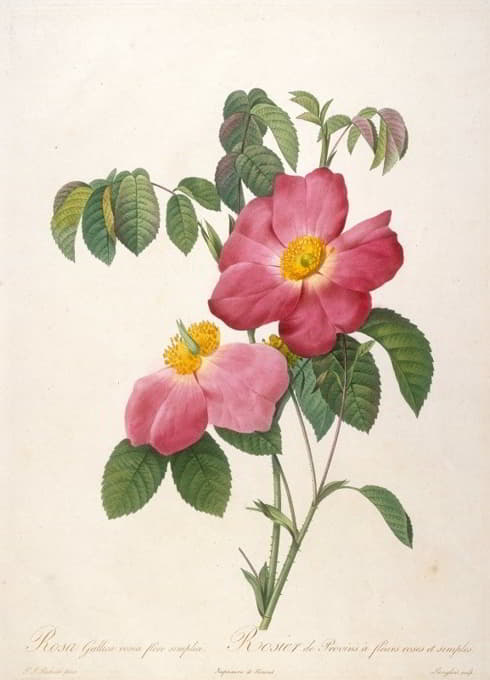 普罗文斯玫瑰一种玫瑰冠上的粉红色的单瓣花