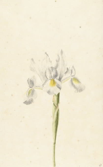 Pieter Withoos - Witte iris