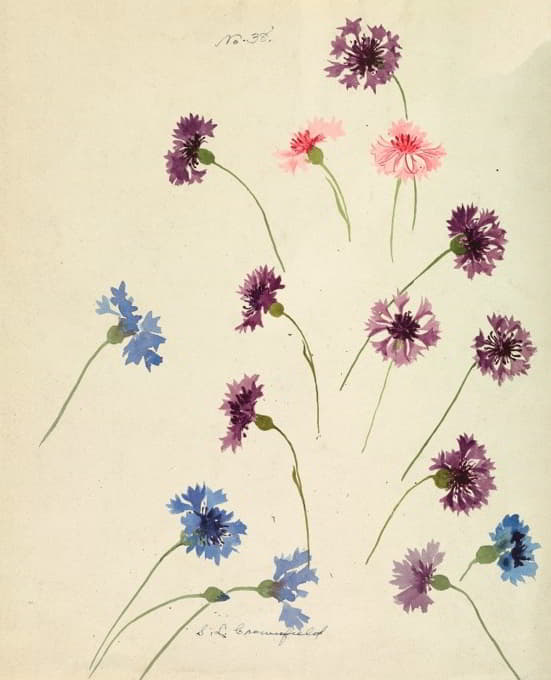 Sophia L. Crownfield - Cornflowers