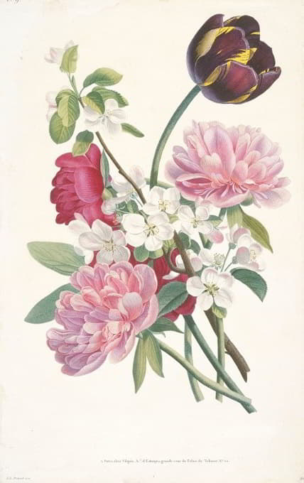 郁金香、牡丹和苹果树的枝条的花束