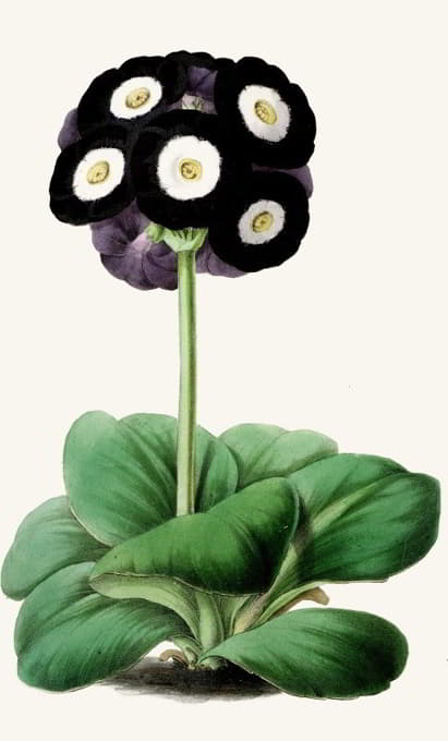 Anonymous - Auricula, Oxonian