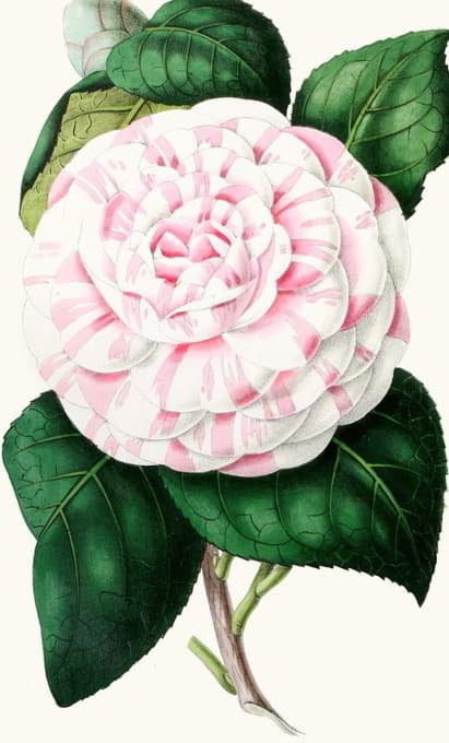 Anonymous - Camellia, Countess of Derby