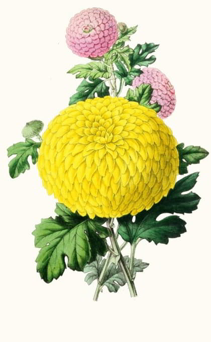 Anonymous - Chrysanthemum 1.Pouledetto 2.Annie Salter