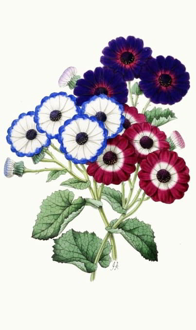 Anonymous - Cineraria – Brilliant, Earl Clarendon, Emperor of the French