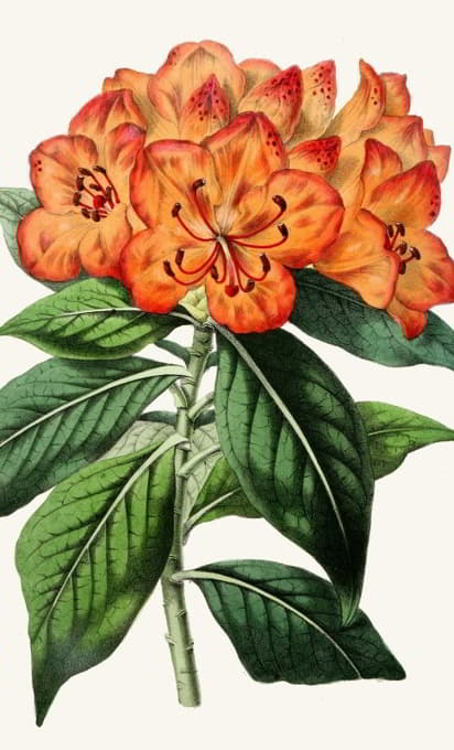 Anonymous - Rhododendron javanicum