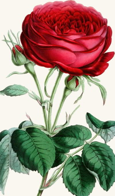 Anonymous - Rose, Duchess of Norfolk