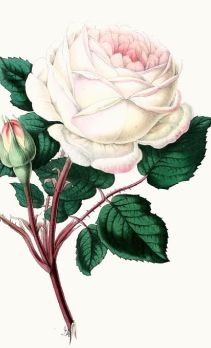 Anonymous - Rose, Souvenir d’Elise