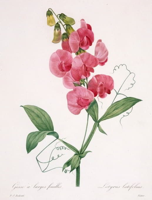 Pierre Joseph Redouté - Lathyrus latifolius (Everlasting Pea)