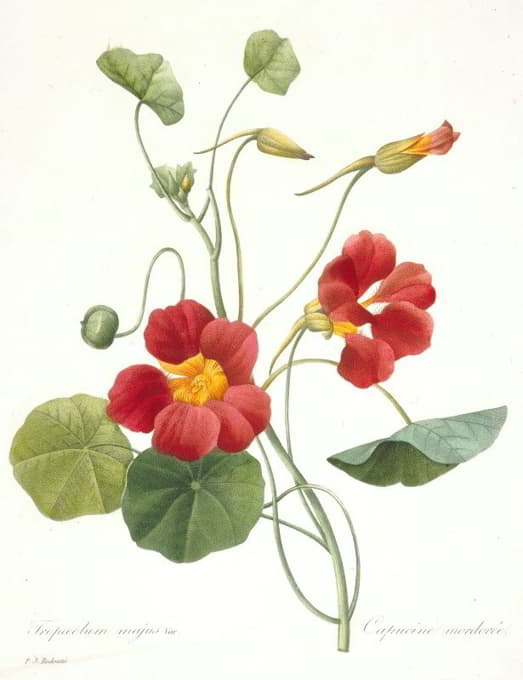 Pierre Joseph Redouté - Tropaeolum majus (Garden Nasturtium)