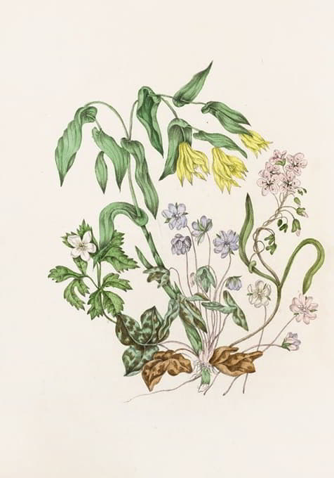 Agnes Fitzgibbon - Sharp Lobed Hepàtica, Large Flowered Bellwort,Wood Anemon, Spring Beauty