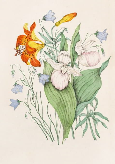 Agnes Fitzgibbon - Wild Orange Lily, Canadian Harebell, Showy Lady’s Slipper