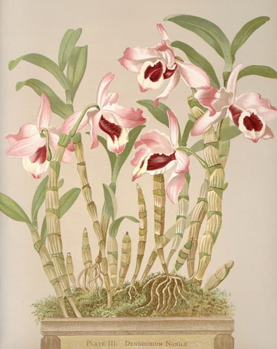 Harriet Stewart Miner - Dendrobium Nobile