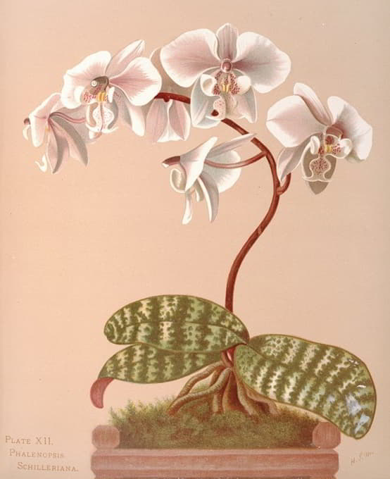 Harriet Stewart Miner - Phalenopsis Schilleriana