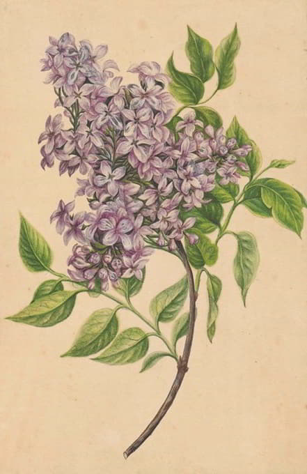 Henryka Beyer - A twig of lilac