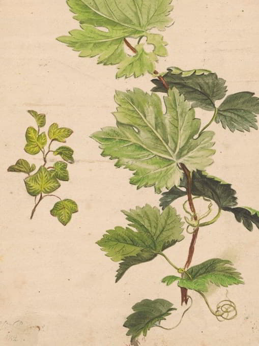 Henryka Beyer - Ivy twig and grapevine twig