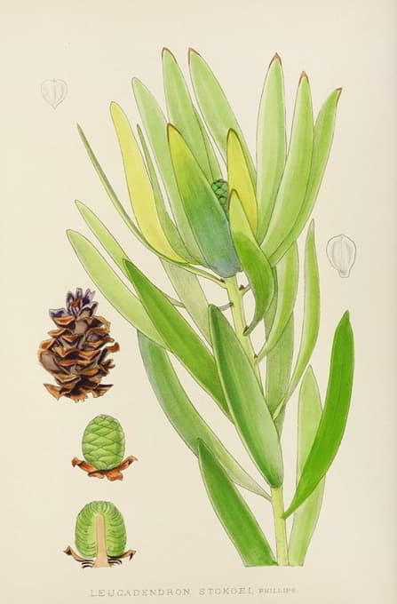 Illtyd Buller Pole-Evans - Leucadendron Stokoei. (Female)
