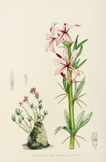 Illtyd Buller Pole-Evans - Pachypodium Succulentum