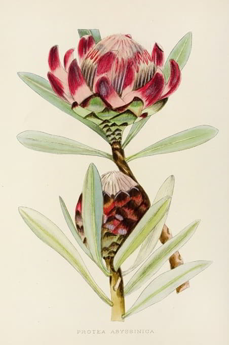 Illtyd Buller Pole-Evans - Protea Abyssinica