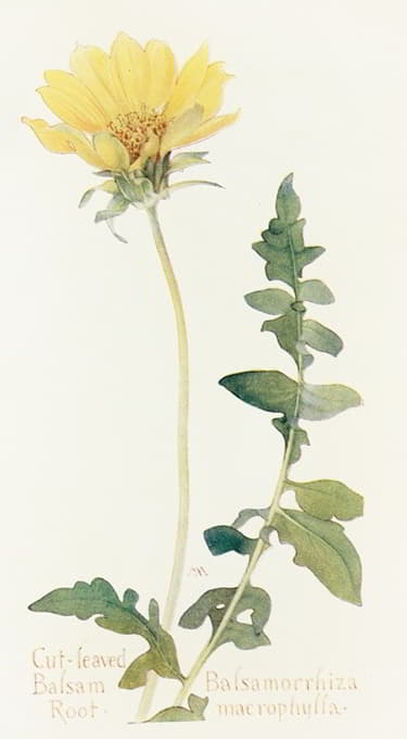 Margaret Armstrong - Cut-leaved Balsam-Root