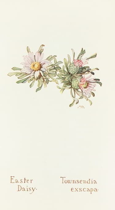 Margaret Armstrong - Easter Daisy